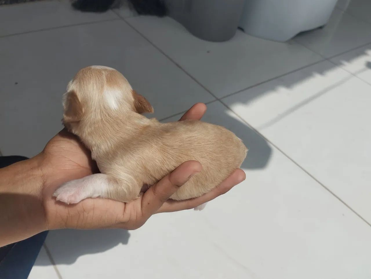 Cachorro Poodle - Foto 4