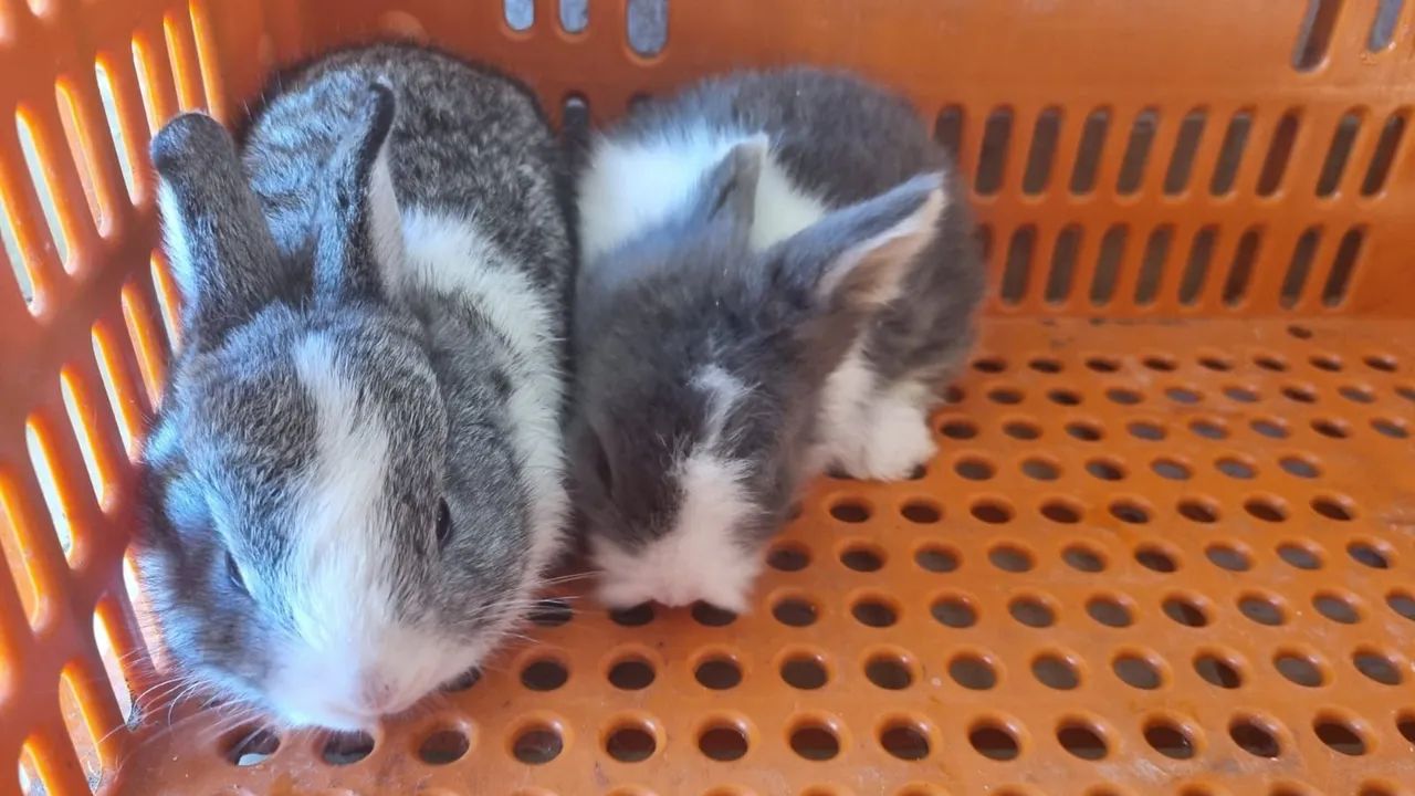 Coelhos - Foto 2