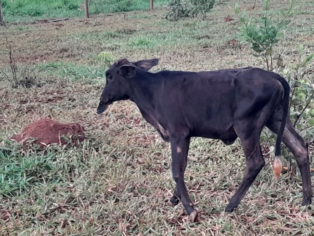  Uma novilha e duas bezerras - Foto 4