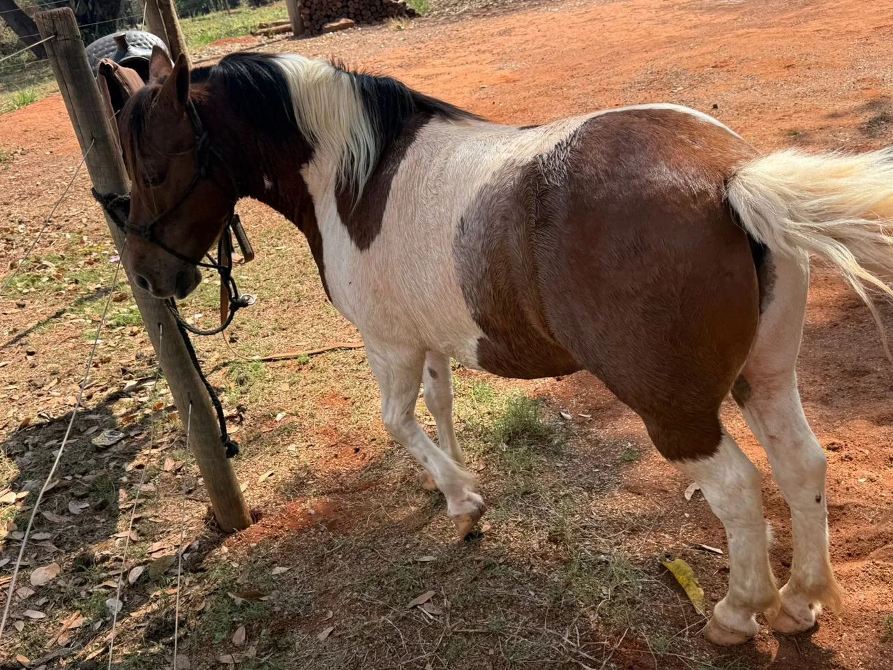 Vendo pônei  - Foto 4