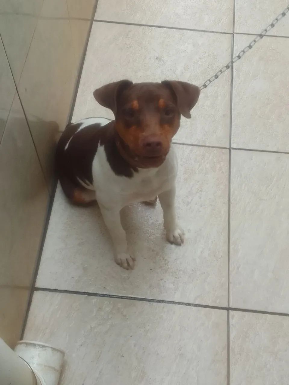 vende se for Paulista  - Foto 4
