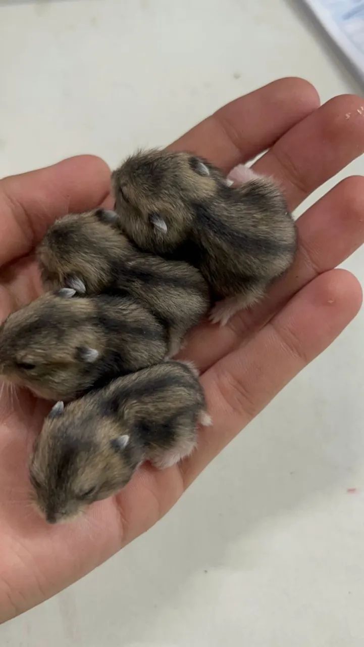 Hamster Filhotes  - Foto 2