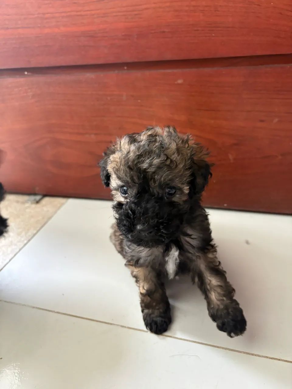 Vendo poodle 