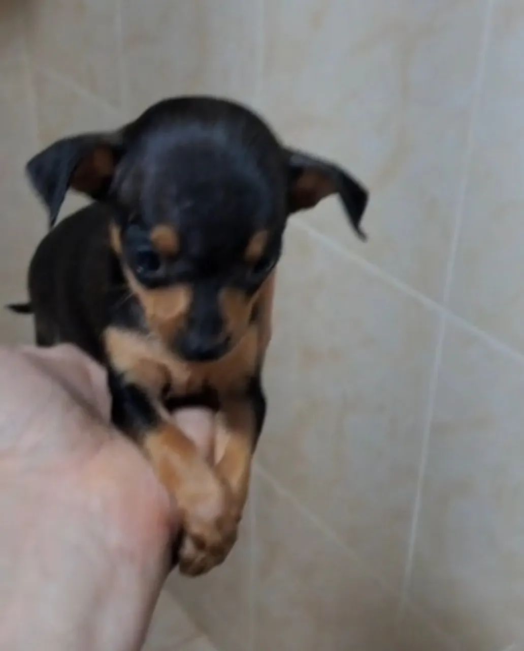 Pinscher Fêmea zero