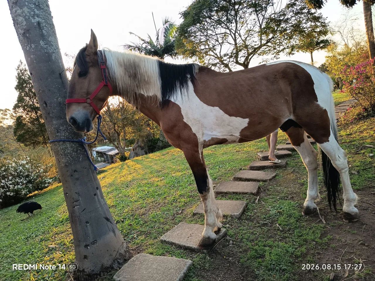 Cavalo pampa campolin - Foto 3