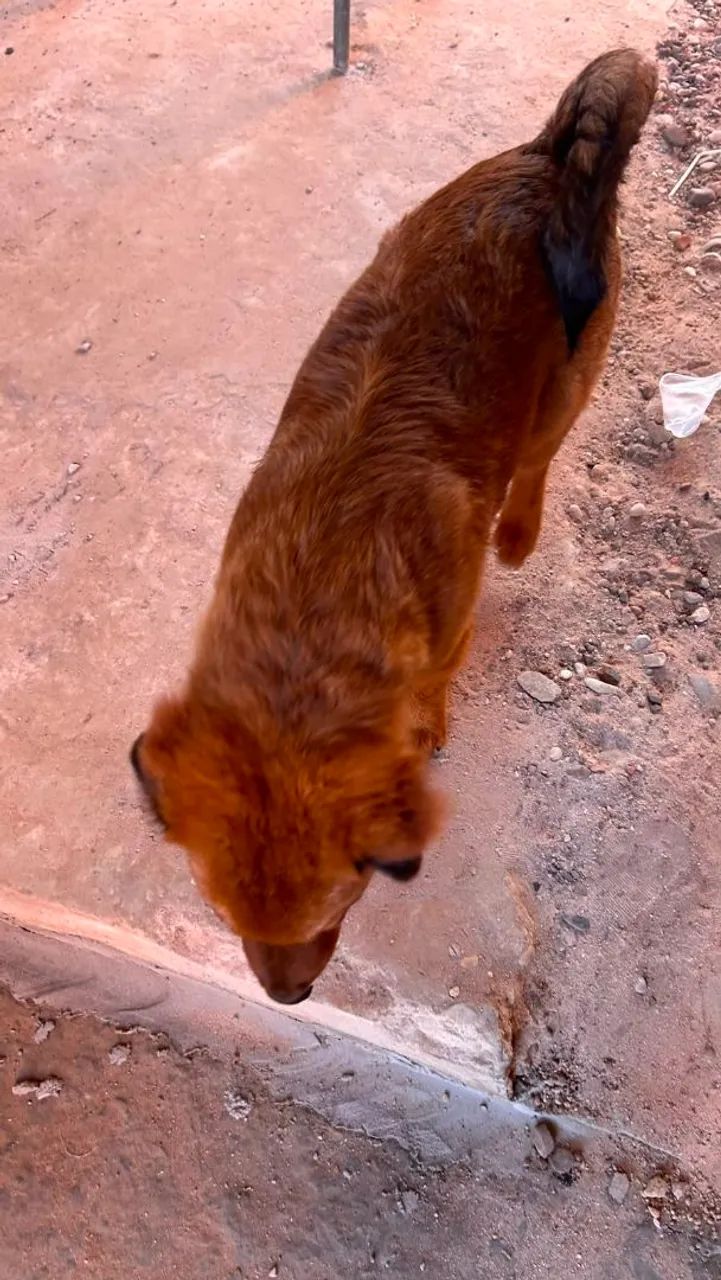 Chow chow  - Foto 2