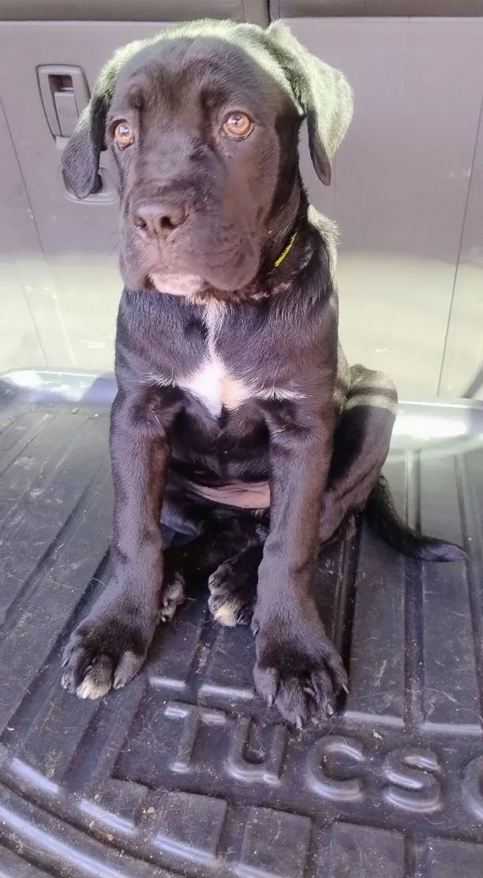 Cane Corso fêmea  - Foto 4