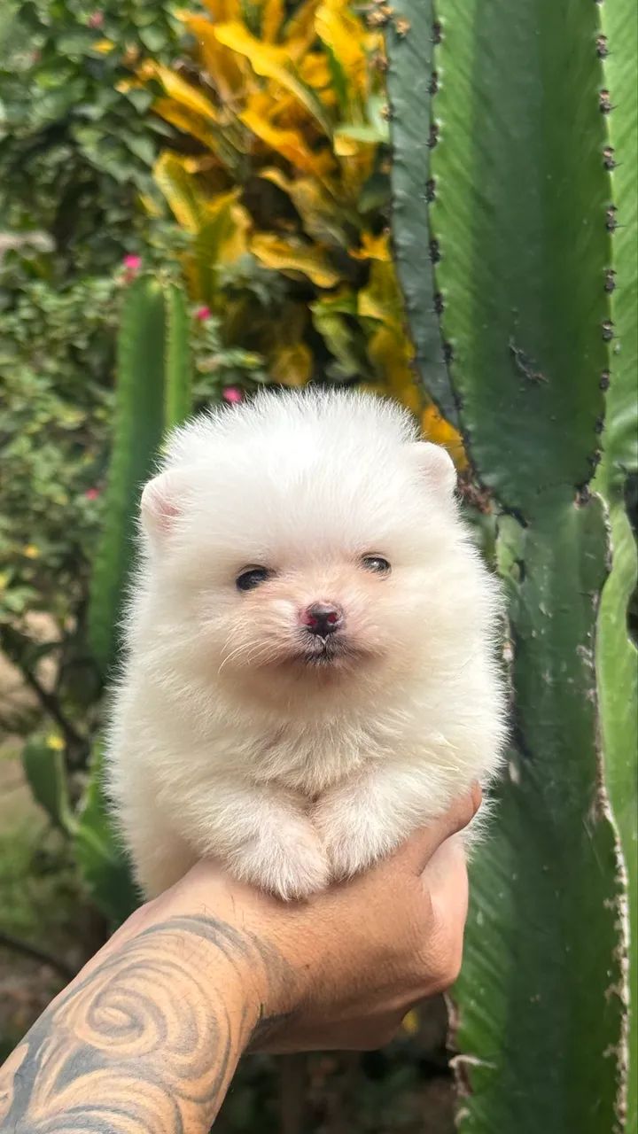 Spitz Alemão Anão - Foto 4