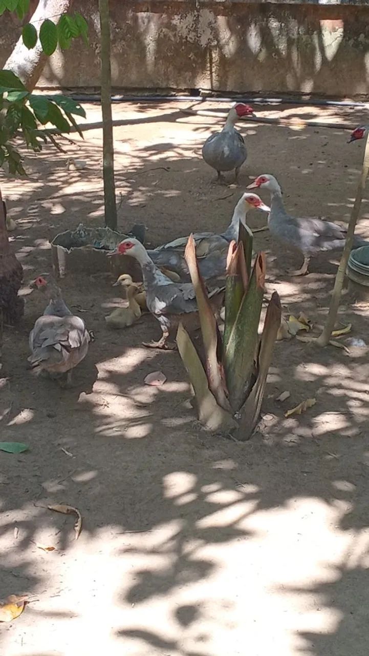 Patos