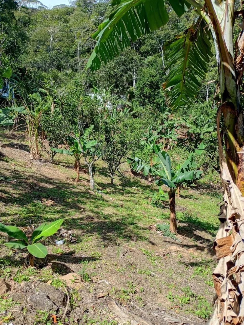 Chácara de 4.000m² com área verde e casa antiga - Foto 3
