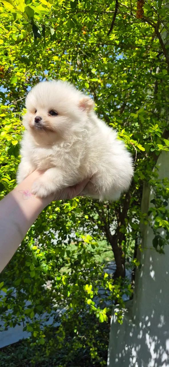 Spitz ursinho macho branco 