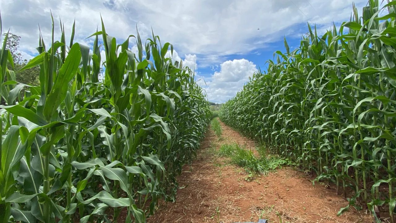 Vaga trabalhador rural (casal) - Foto 3