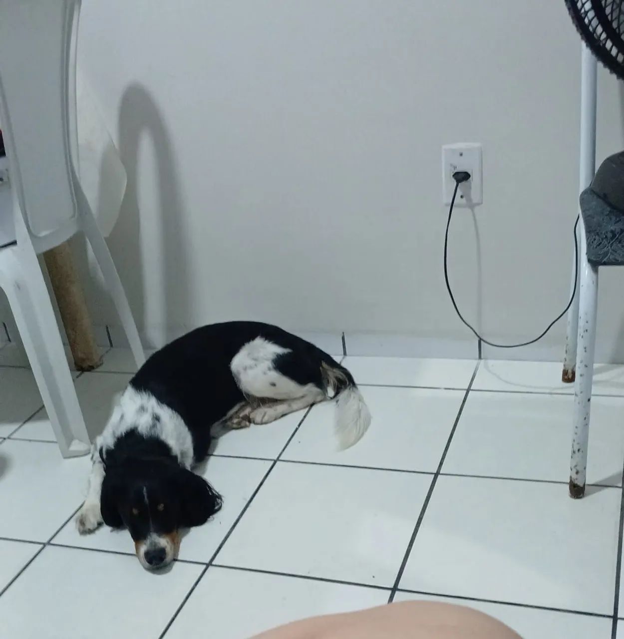 CADELA PARA ADOÇÃO RESPONSÁVEL - Foto 2
