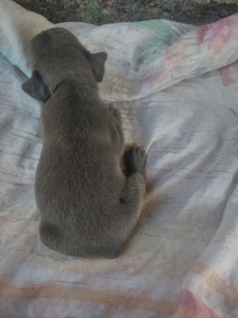 American Bully - Foto 2