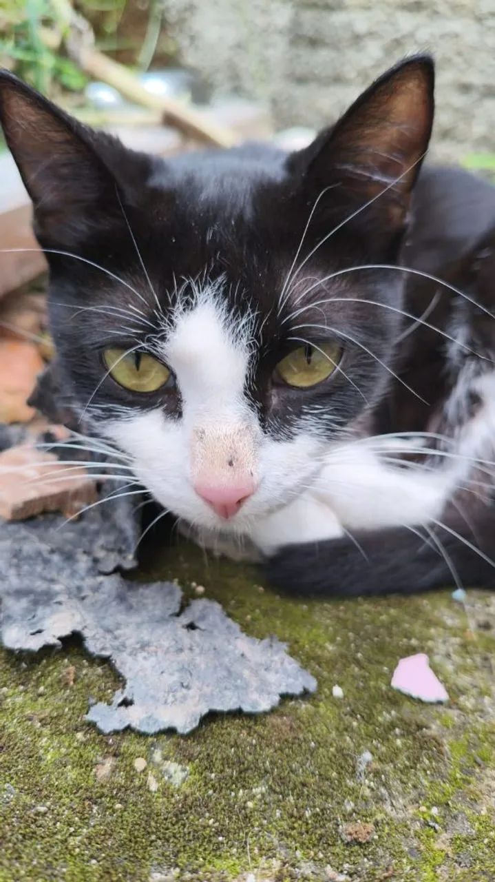 Doa-se gatas - Foto 2