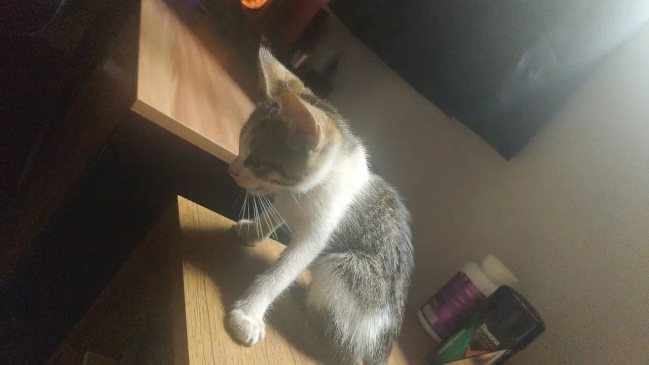Adoção Gato Fêmea 3-4 meses  - Foto 3