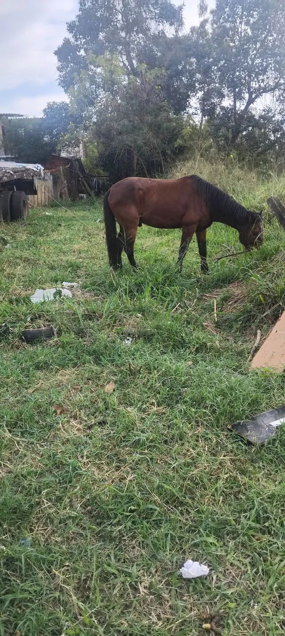 Cavalo
