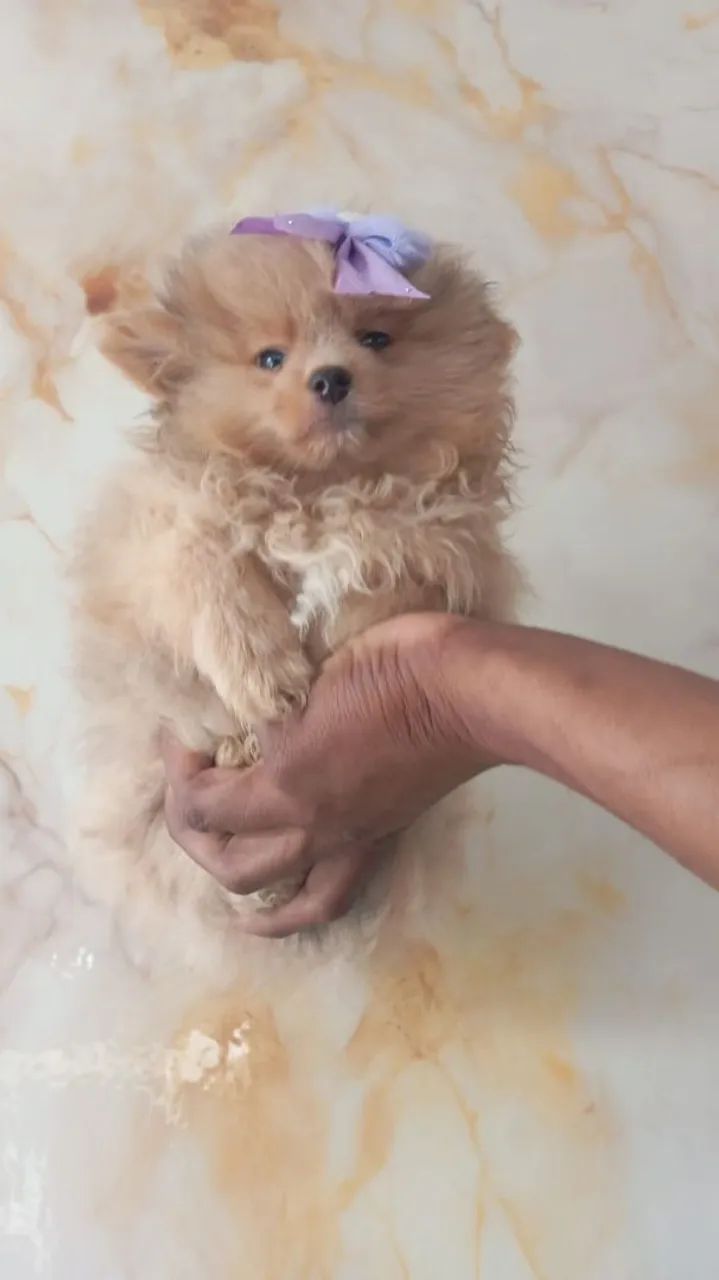 Spitz anão  - Foto 2
