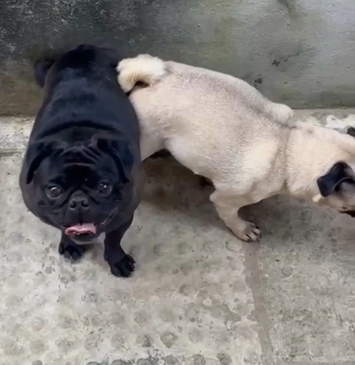 Procuro namorada Pug - Foto 4