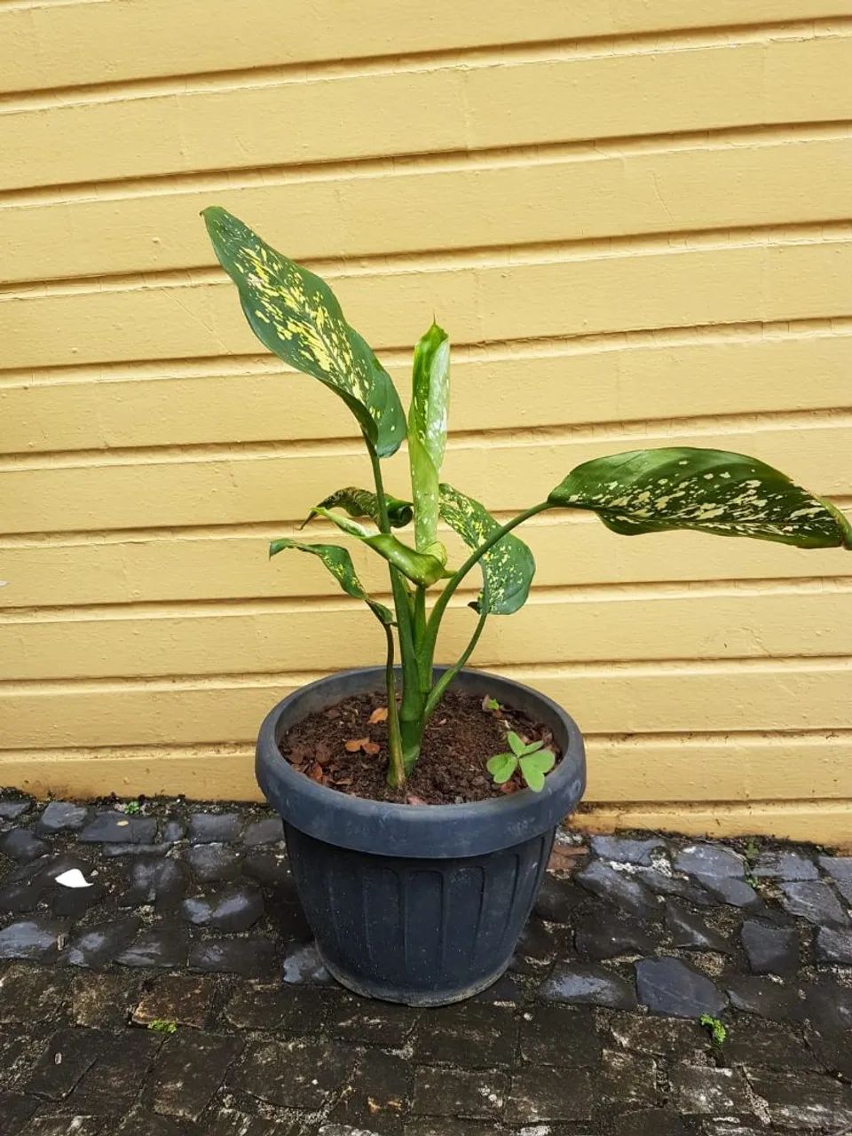 Vaso com comigo ninguém pode.  - Foto 2