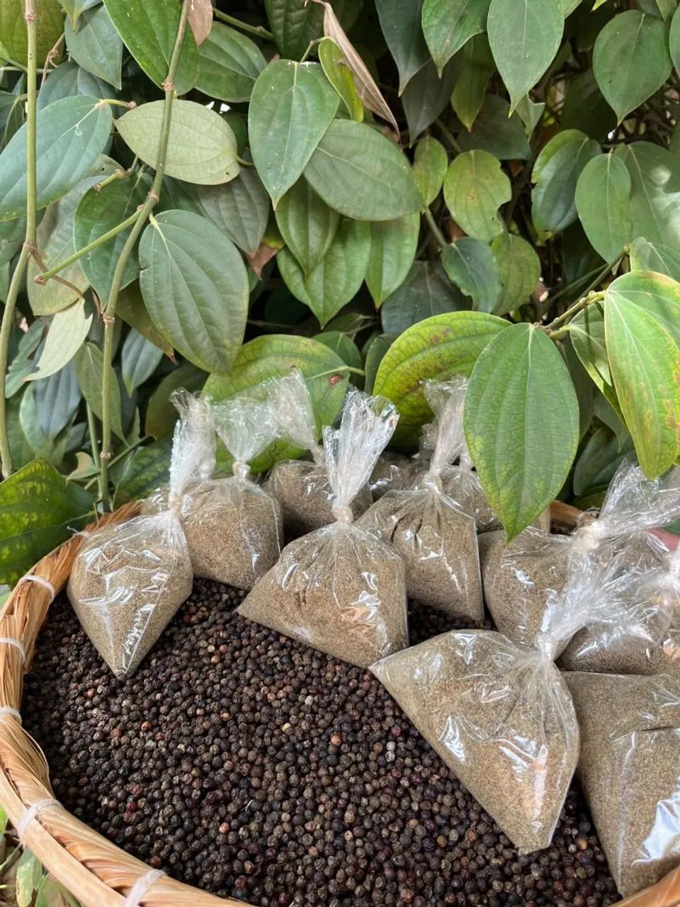 Pimenta do Reino