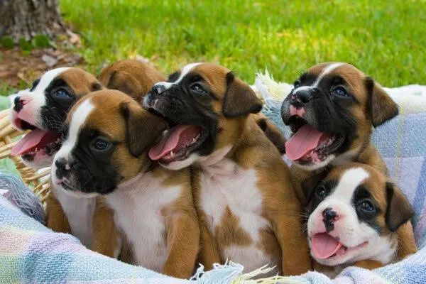 Boxer Filhotes 