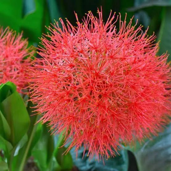 Planta Flor do Natal - Foto 4