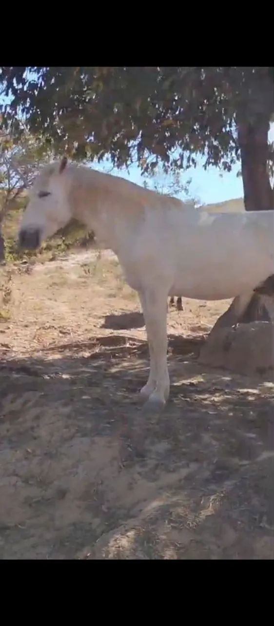 Dois Cavalos  - Foto 5