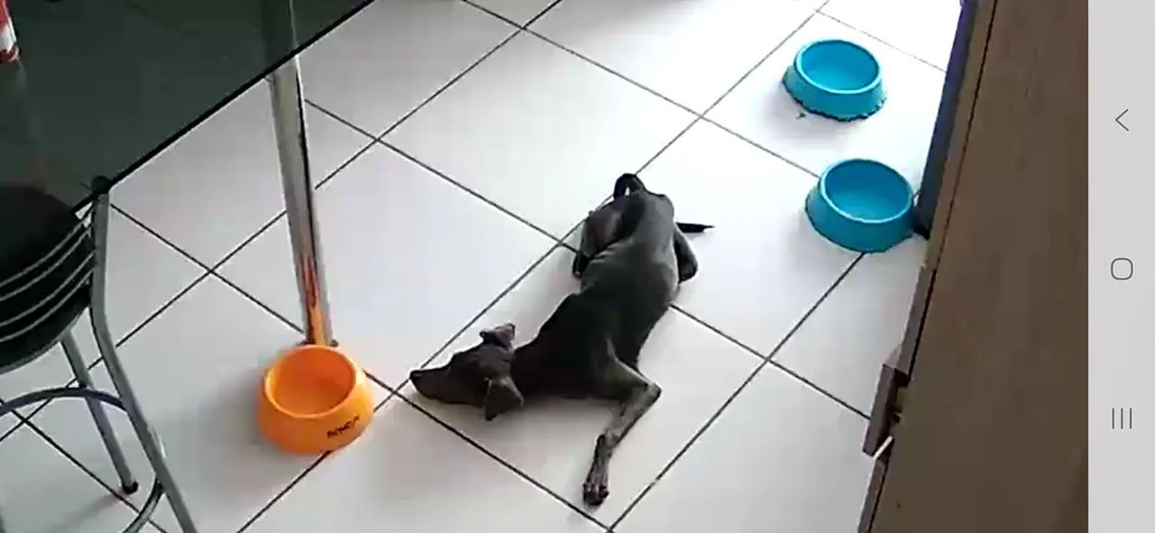 Adoção Responsável  - Foto 3