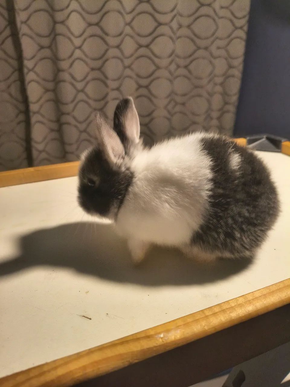 Coelhos raça mini holandês  - Foto 4