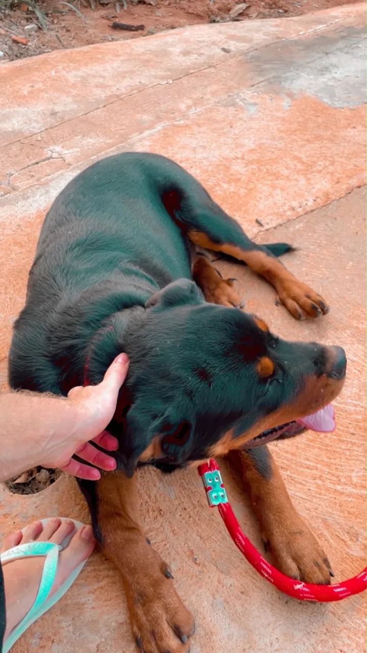 Rottweiler - Foto 4