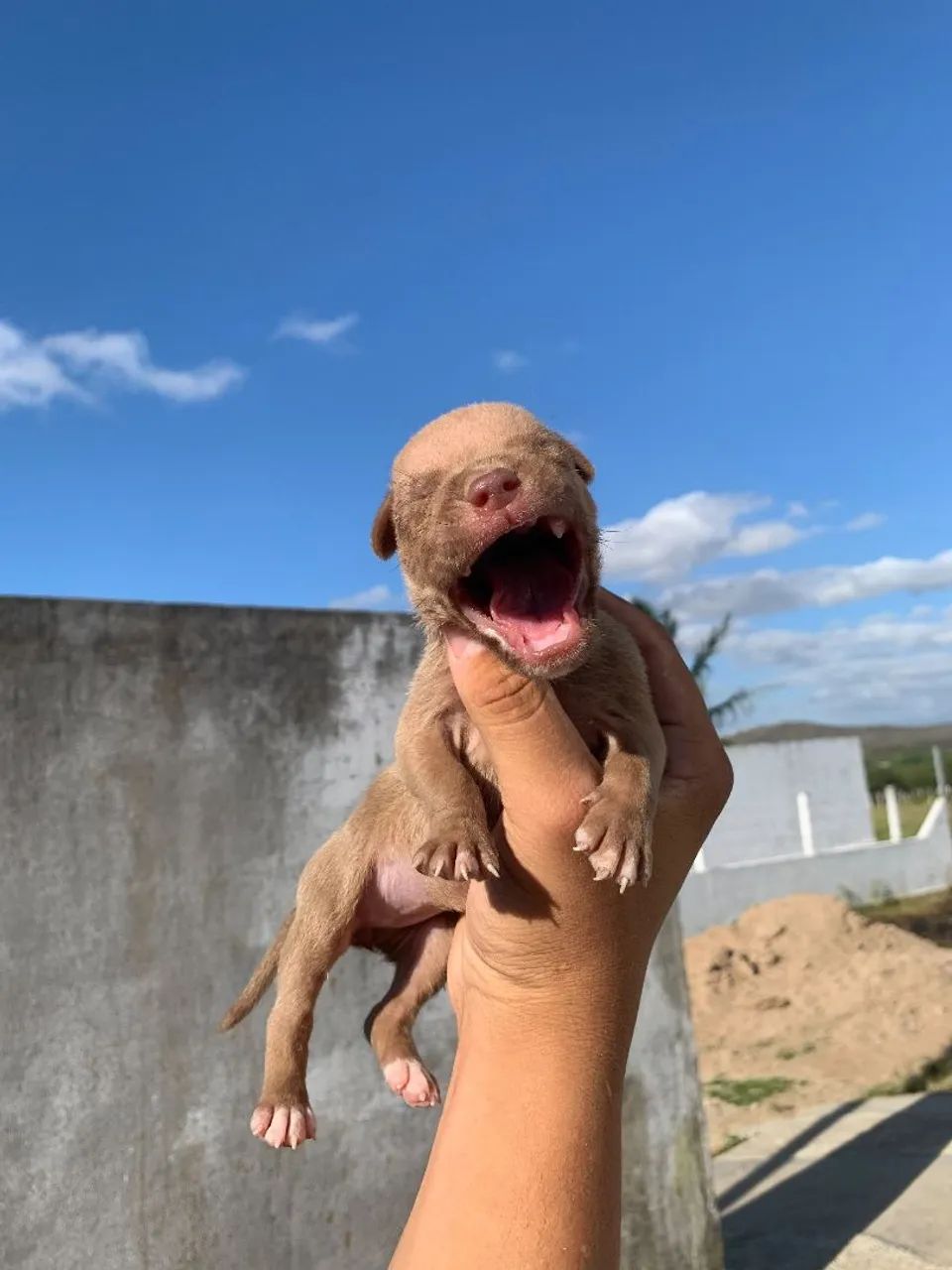 Filhotes de Pitbull  - Foto 4