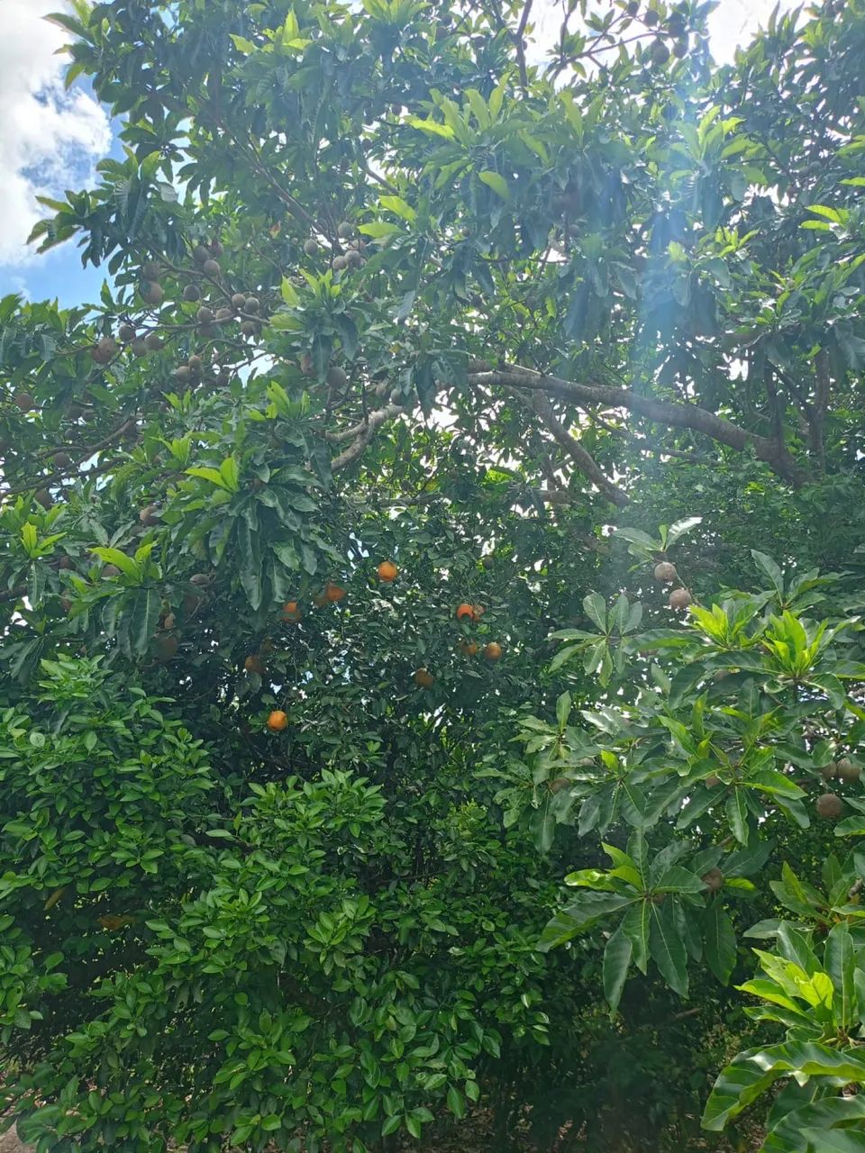Vendo sítio de malhador tábua  - Foto 2