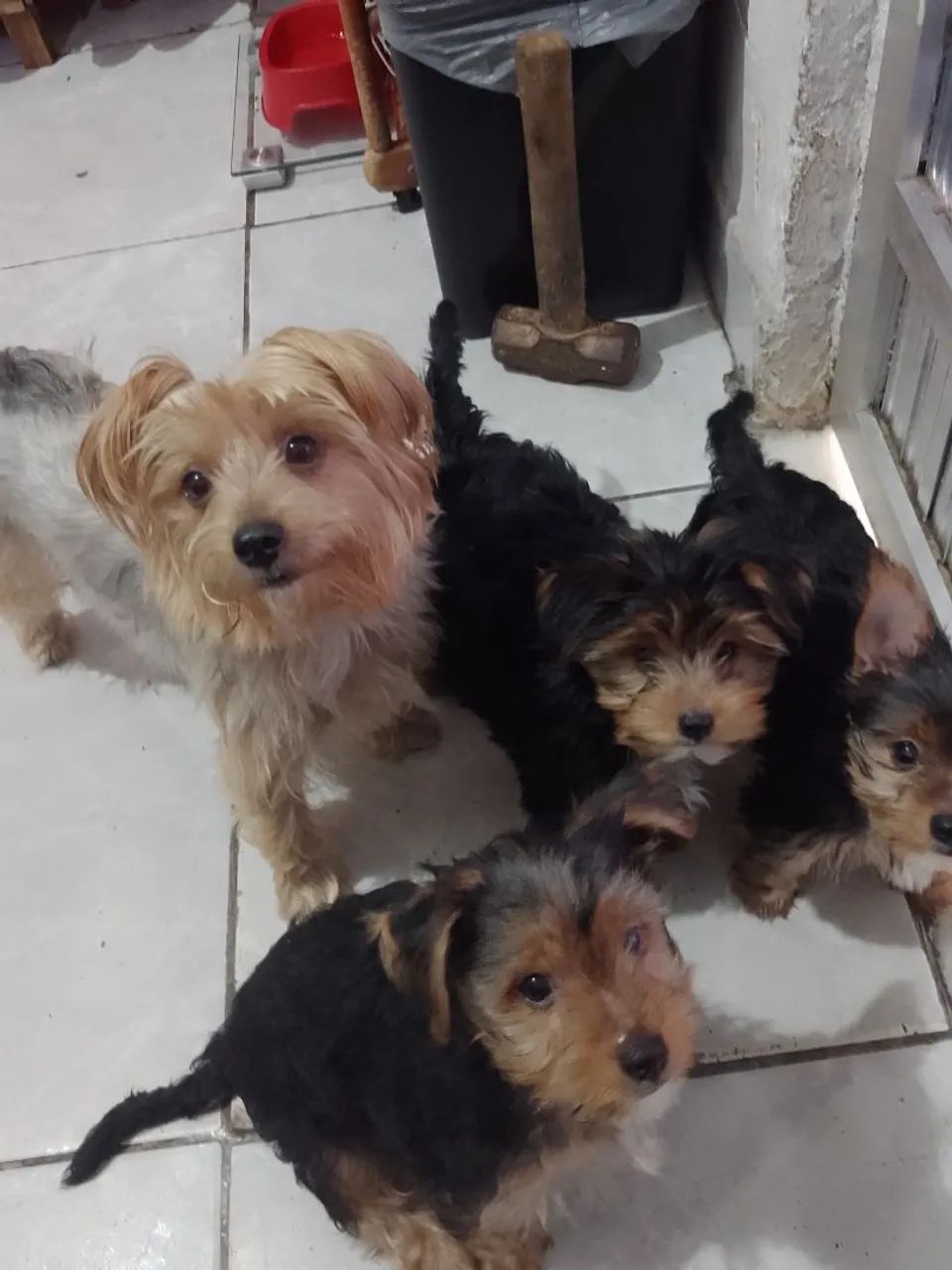 Vende 