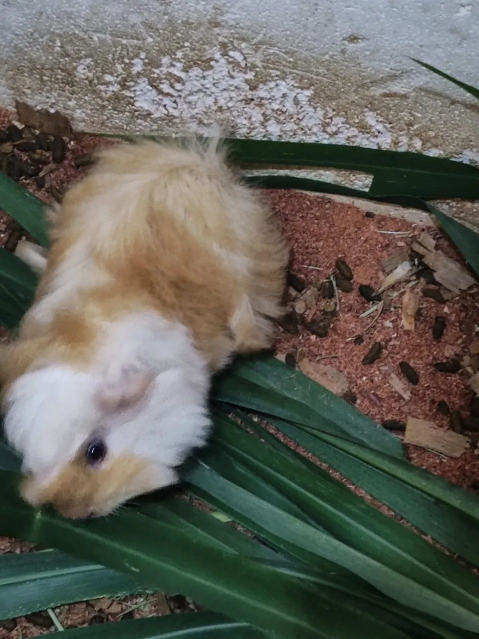 Porquinho da índia Peruano pelo longo Macho Linhagem Pura Filhote - Foto 2