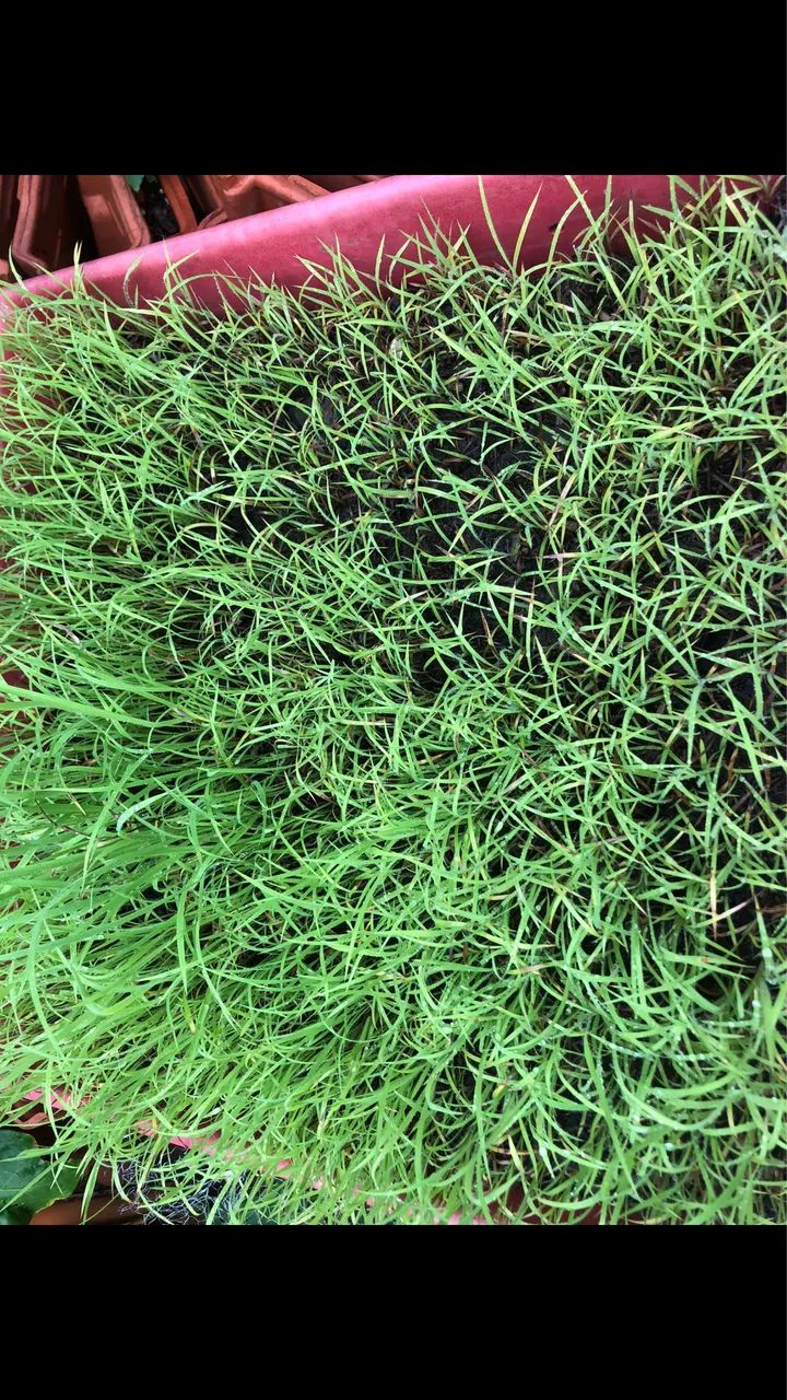 sementes para pasto - Foto 3