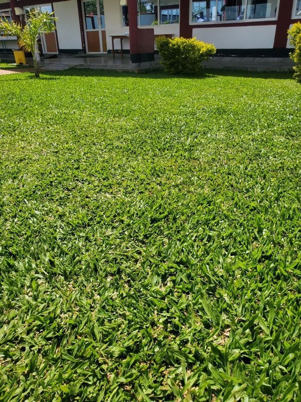 Plantio de gramas profissional  - Foto 6
