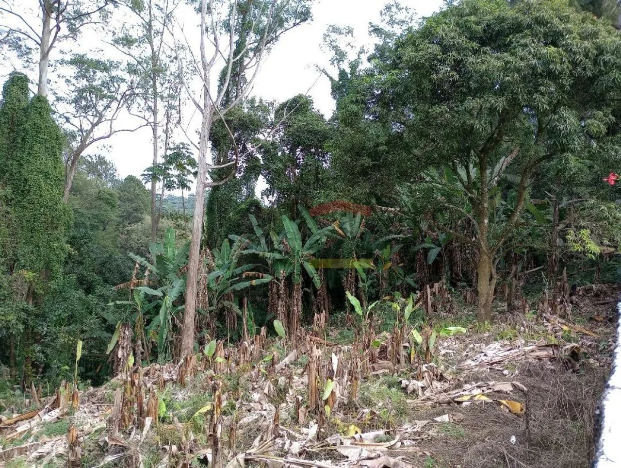 Terreno - Horto Florestal - 21.400 metros - Foto 3