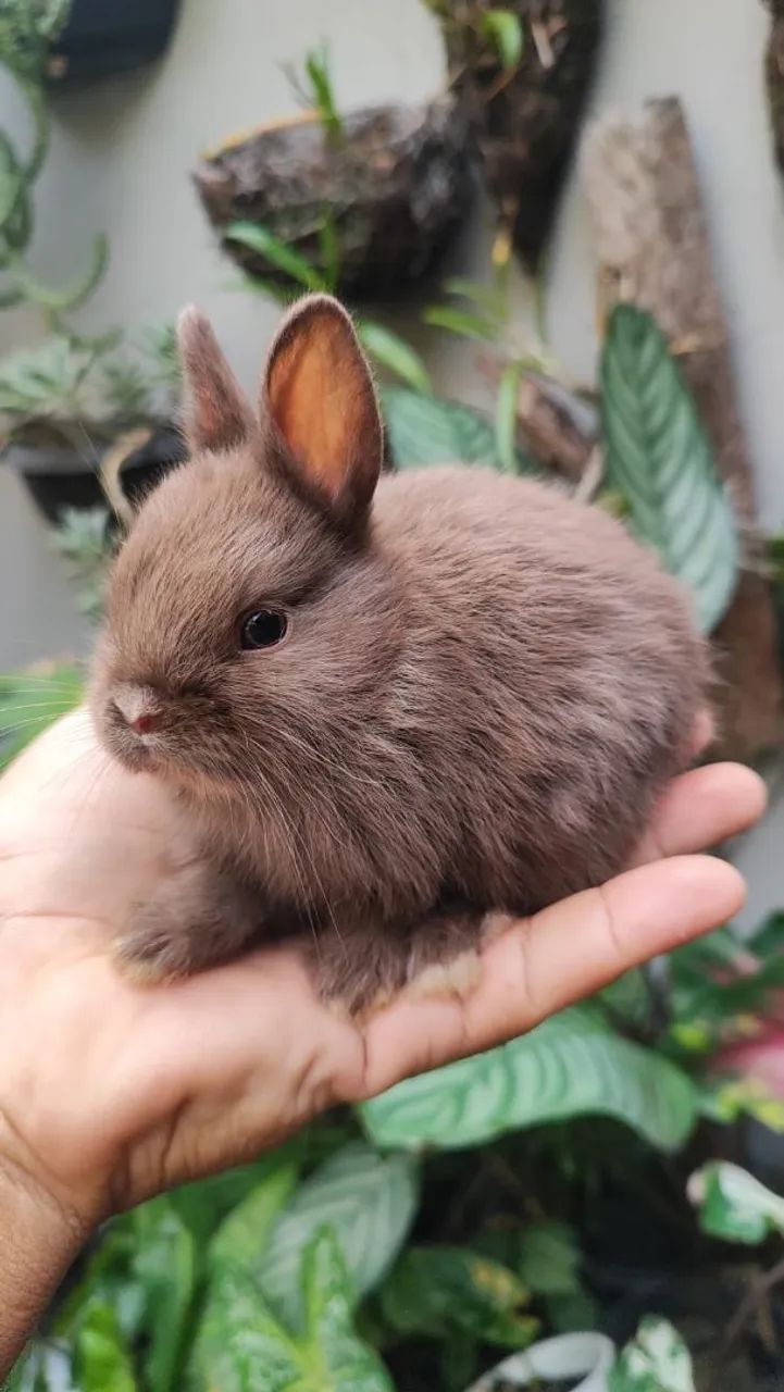 Coelho Anão filhotes e adultos Mini dwarf Netherlands. Mais de 20 cores para escolha! - Foto 4