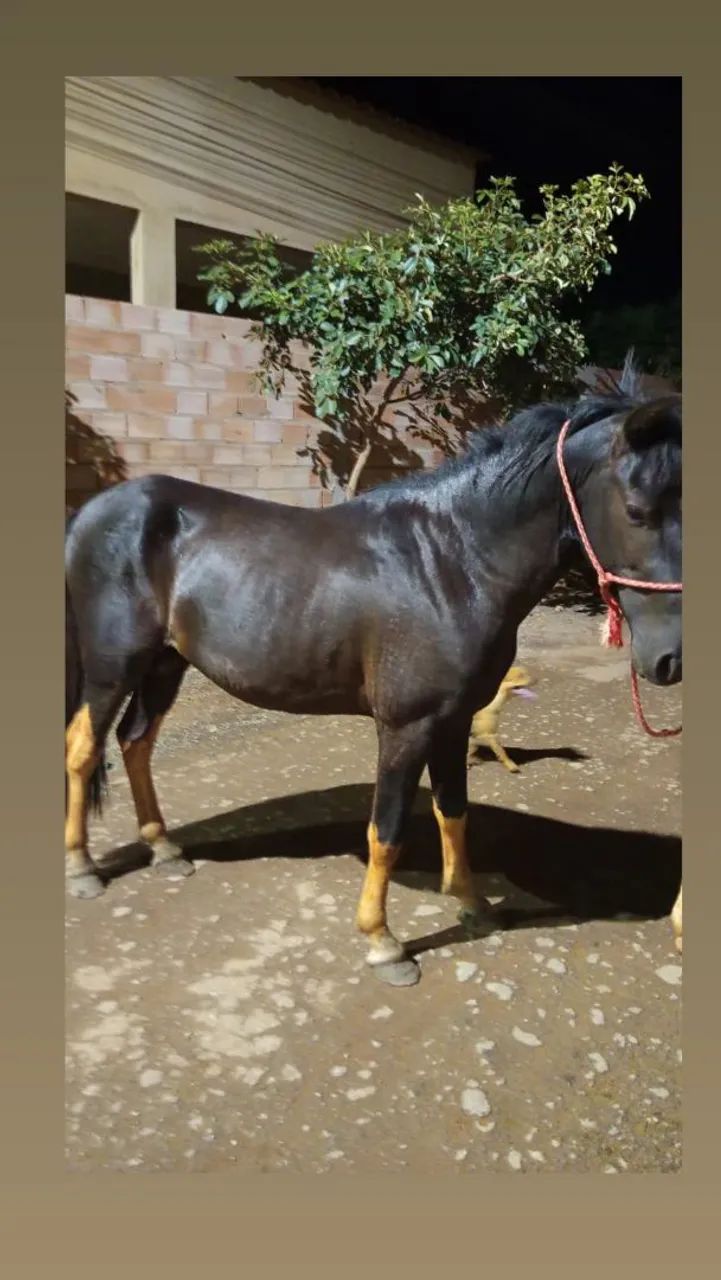 Cavalo piquira 