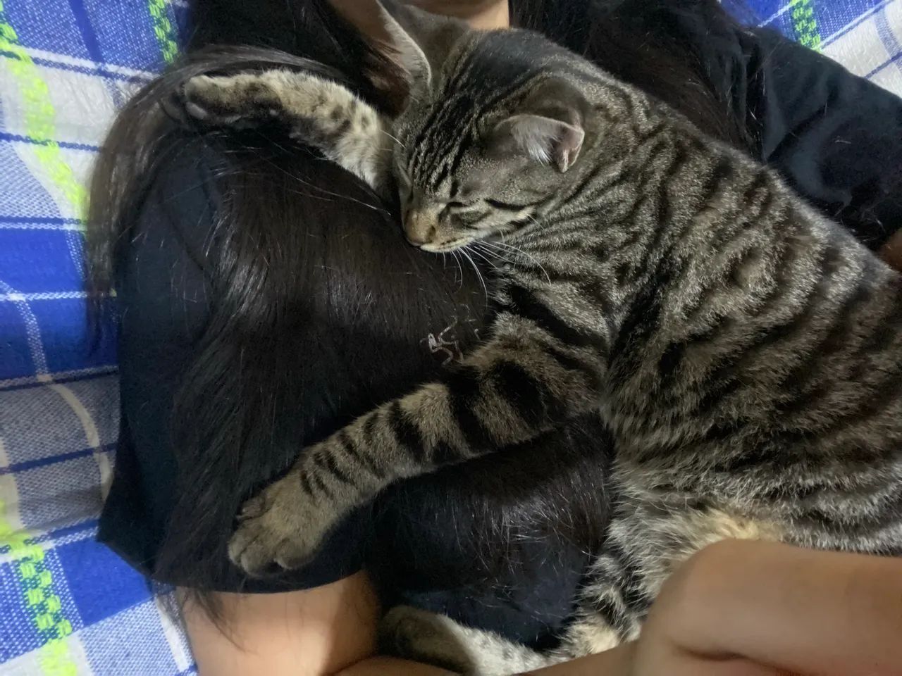 Gato Rajado - Foto 2