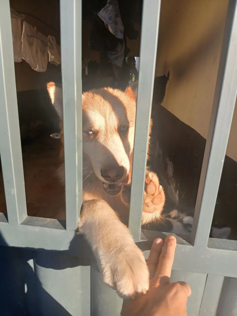Husky siberiano  - Foto 2