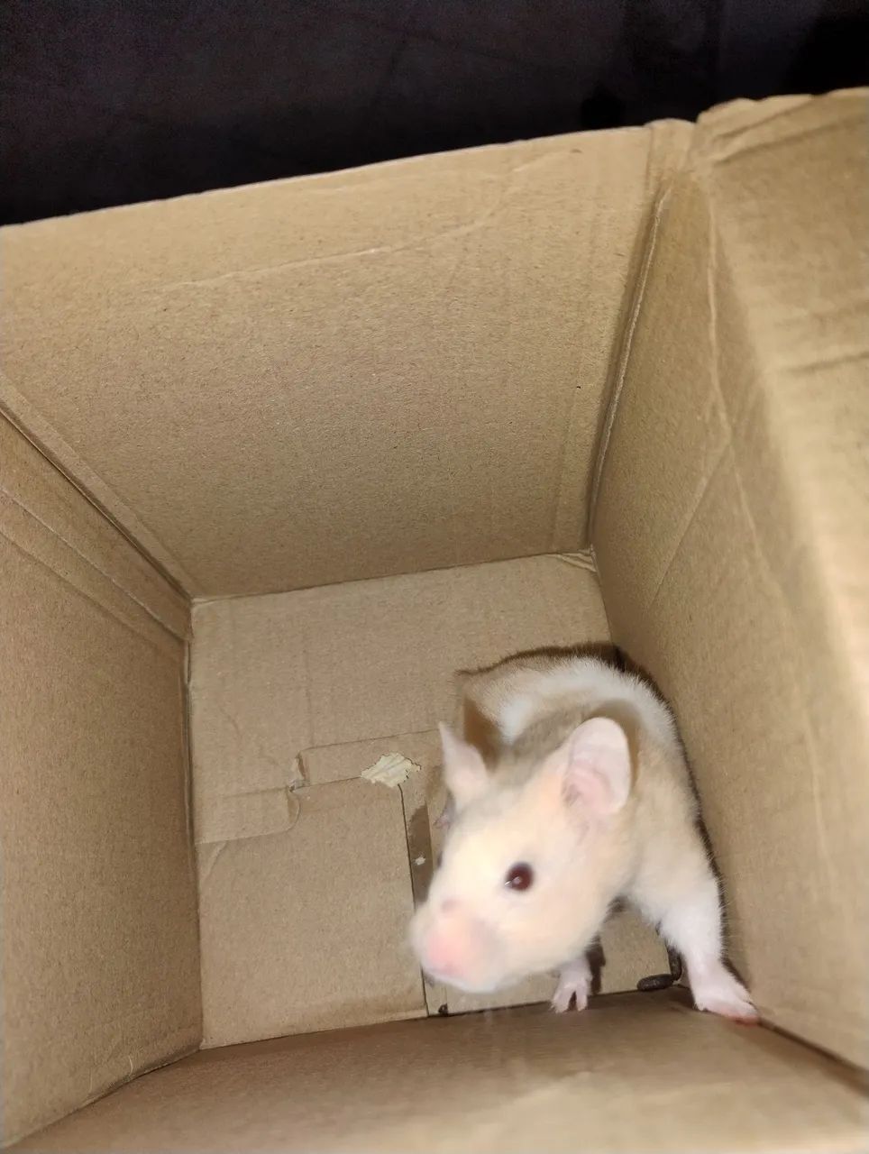 Hamster  - Foto 2