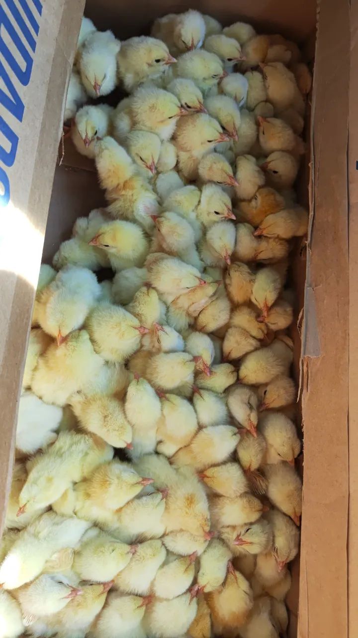 Pintos de granja já vacinados 300$ a caixa  - Foto 2