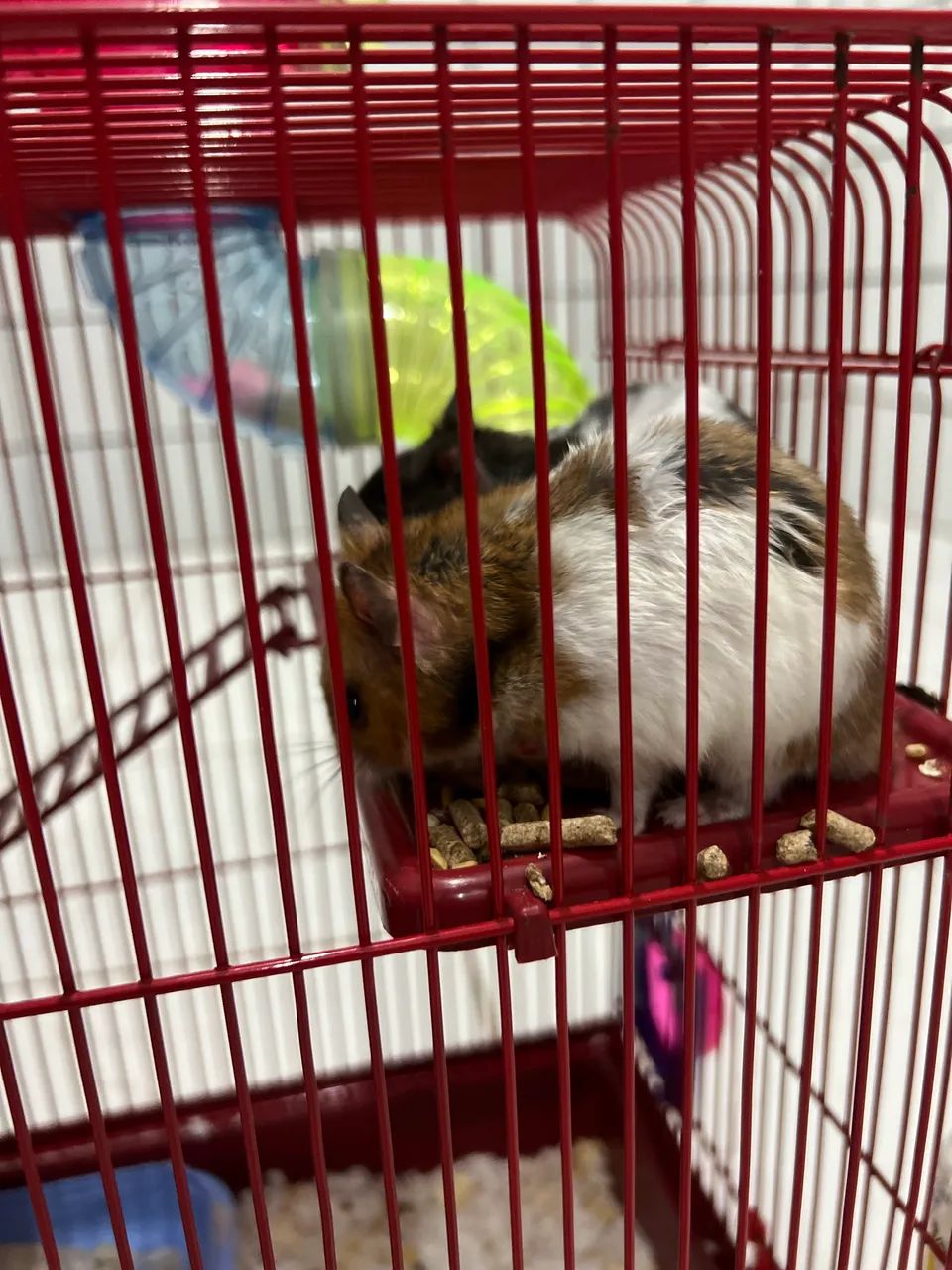 Hamster - Foto 3