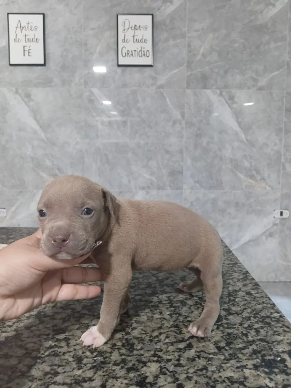 Filhotes de Pitbull  - Foto 3