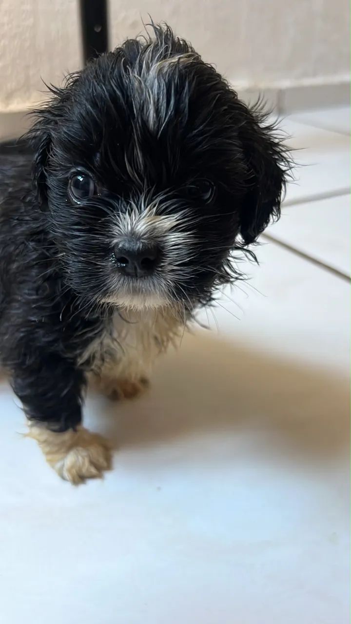 Shitszu com maltês  - Foto 5