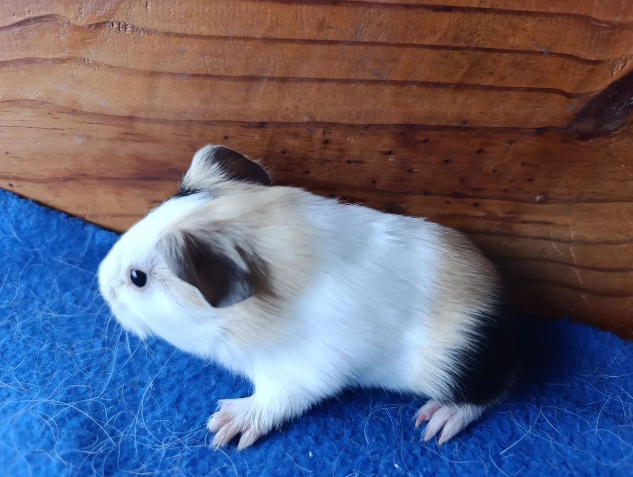 Porquinhos da Índia! - Foto 3