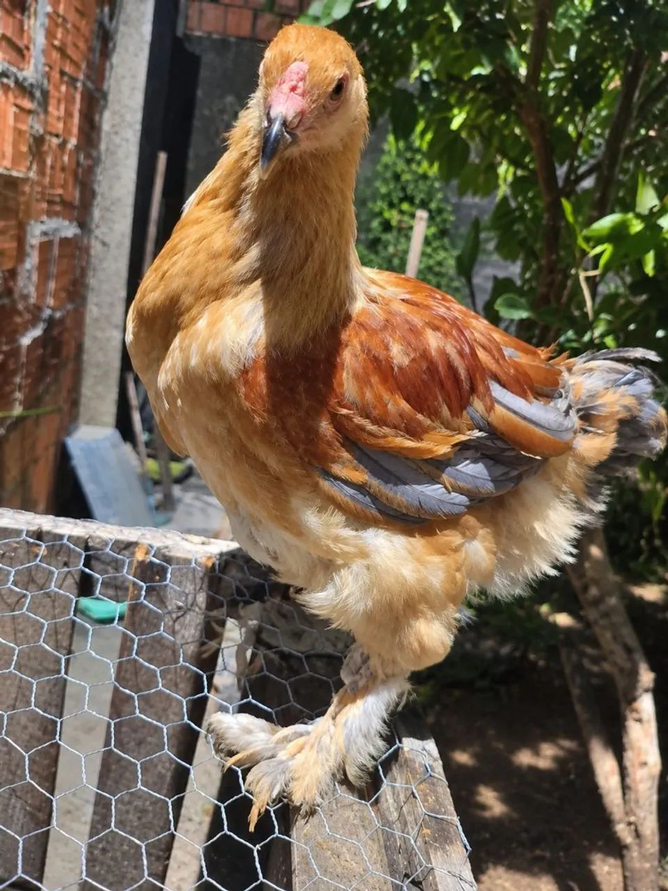 Galinha Brahma Lemon com buff 