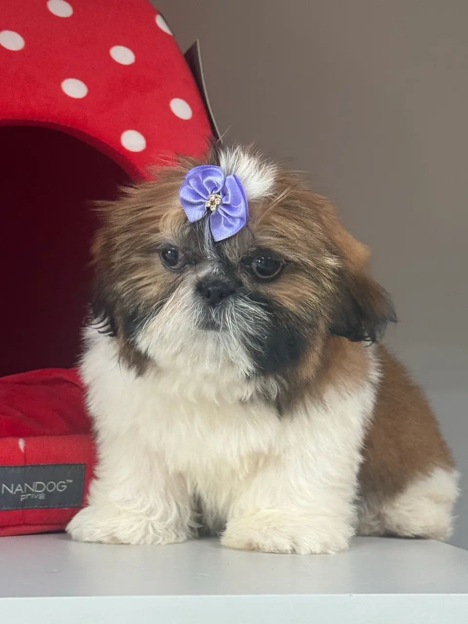 Shihtzu fêmea 